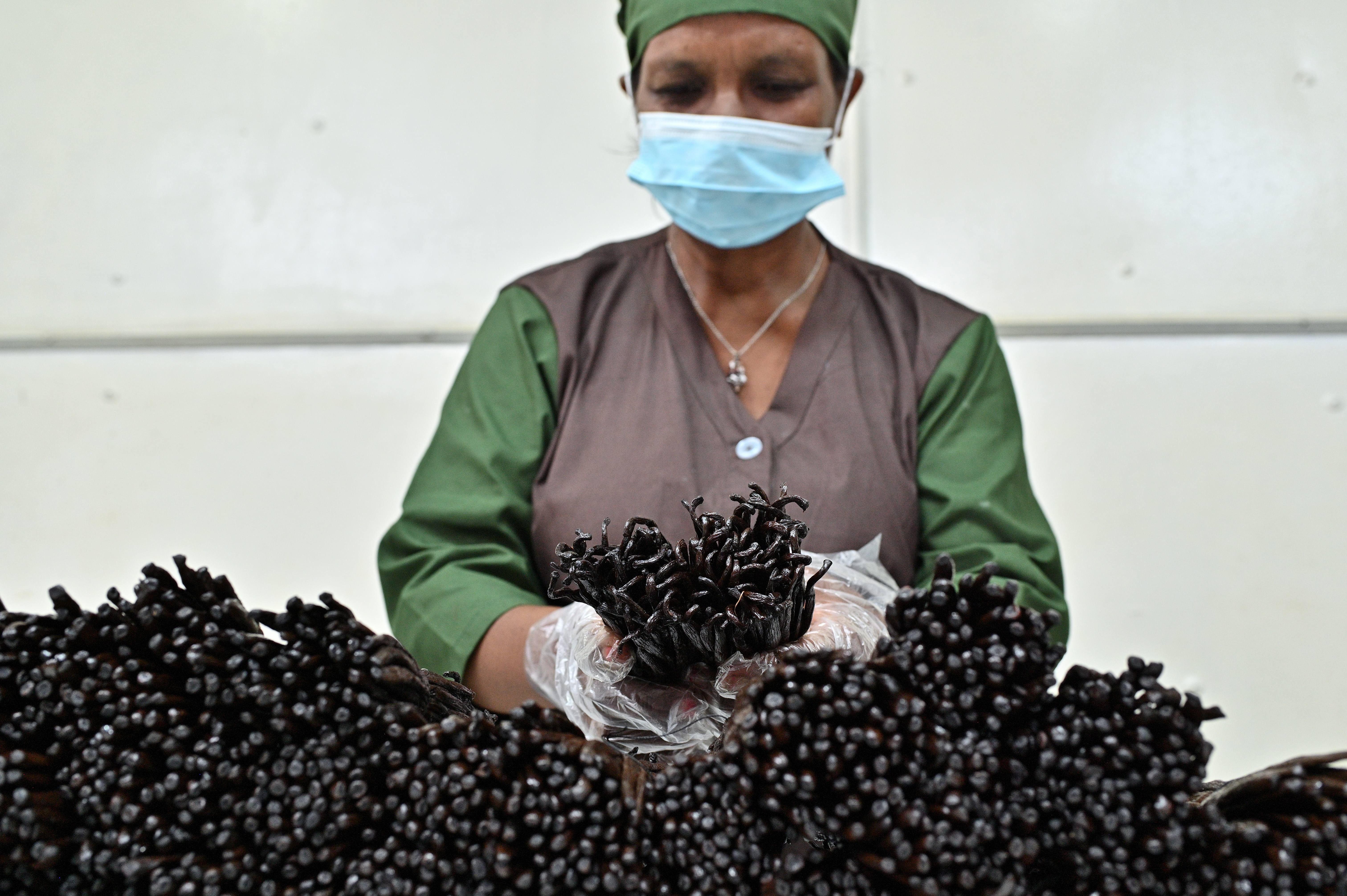 Traditional vanilla curing process